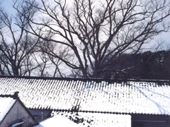 A winter scene of a zelkova tree over the roof.